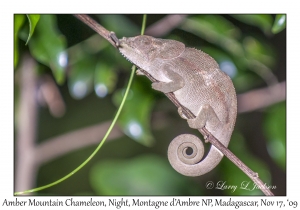 Amber Mountain Chameleon