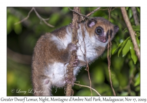 Greater Dwarf Lemur