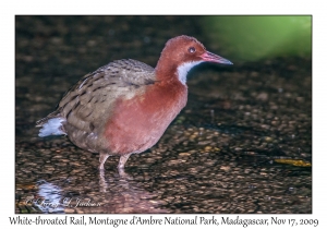 White-throated Rail