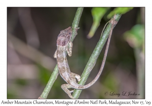 Amber Mountain Chameleon