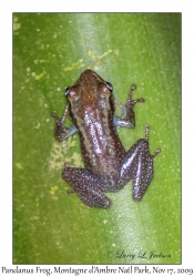 Pandanus Frog