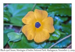 Black-eyed Susan