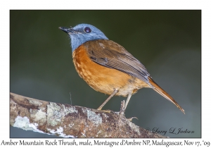 Amber Mountain Rock Thrush