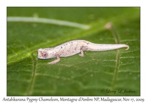 Antahkarana Pygmy Chameleon