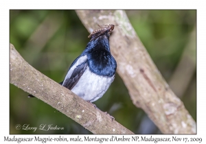 Madagascar Magpie-Robin