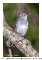 Madagascar Magpie-Robin