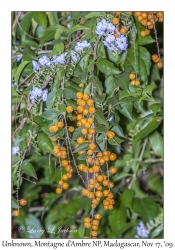 Fruit & Flowers