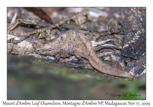 Mount d'Ambre Leaf Chameleon