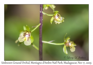 Unknown Ground Orchid Flowers