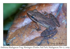 Ambrana Madagascar Frog