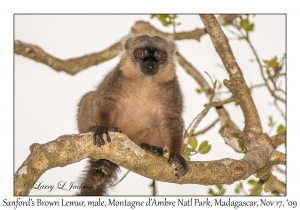 Sanford's Brown Lemur