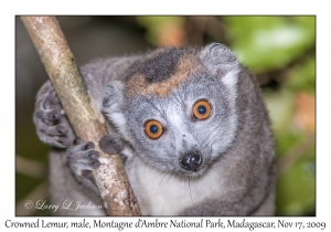 Crowned Lemur