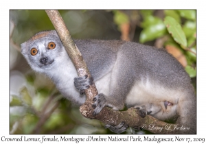 Crowned Lemur