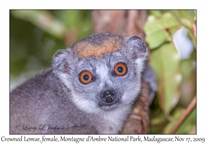 Crowned Lemur