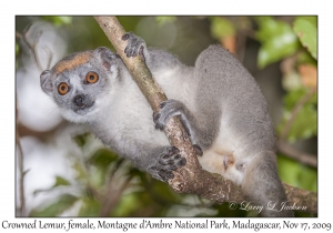 Crowned Lemur