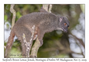 Sanford's Brown Lemur