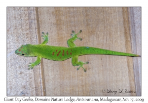 Giant Day Gecko