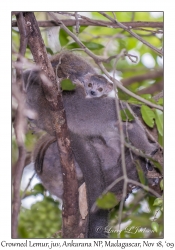 Crowned Lemur