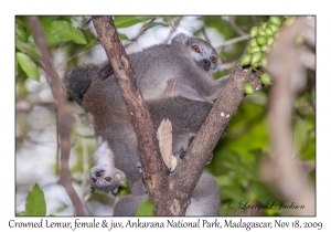 Crowned Lemur