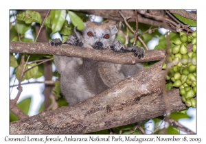 Crowned Lemur