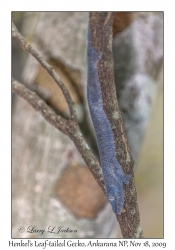 Henkel's Leaf-tailed Gecko