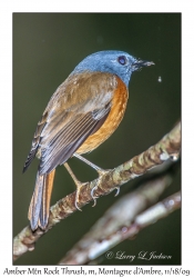 Amber Mountain Rock Thrush