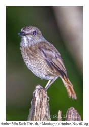 Amber Mountain Rock Thrush