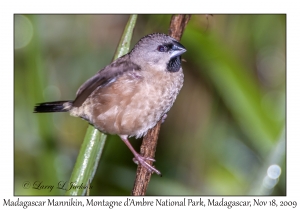 Madagascar Mannikin