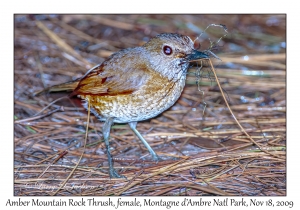 Amber Mountain Rock Thrush