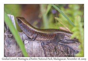 Girdled Lizard