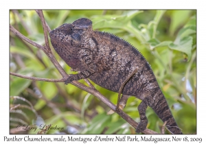 Panther Chameleon