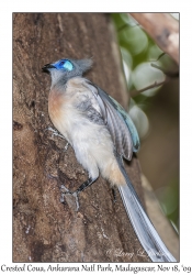 Crested Coua