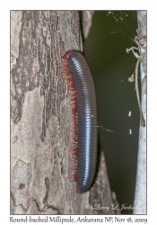 Round-backed Millipede