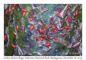 Cotton Stainer Bugs