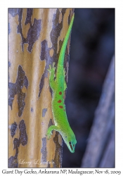 Giant Day Gecko