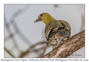 Madagascar Green Pigeon