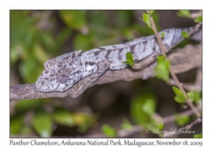 Panther Chameleon