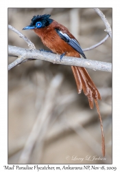 Madagascar Paradise Flycatcher