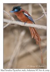 Madagascar Paradise Flycatcher, male