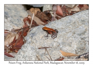 Poison Frog