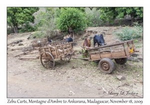 Zebu Carts