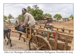 Girls in Zebu Cart