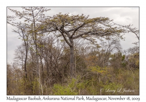 Madagascar Baobab