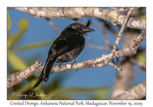 Crested Drongo