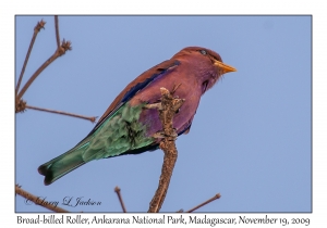 Broad-billed Roller