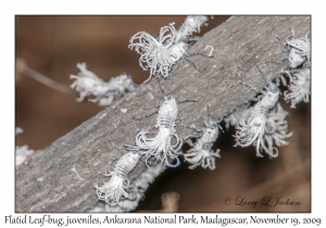 Flatid Leaf-bugs