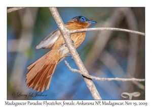 Madagascar Paradise Flycatcher