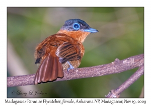 Madagascar Paradise Flycatcher