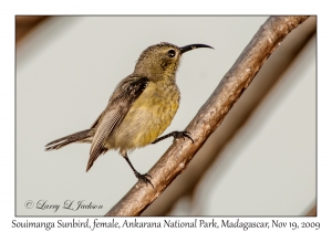 Souimanga Sunbird