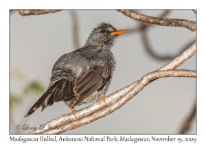 Madagascar Bulbul